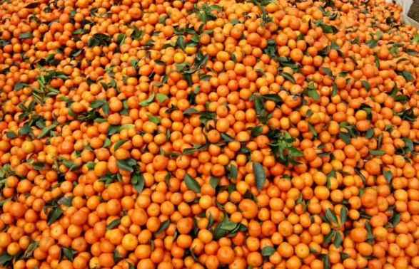 橘子如何存儲(chǔ)在保鮮冷庫中 橘子如何存儲(chǔ)在保鮮冷庫中