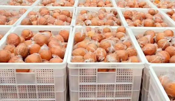 橘子如何存儲(chǔ)在保鮮冷庫中 橘子如何存儲(chǔ)在保鮮冷庫中