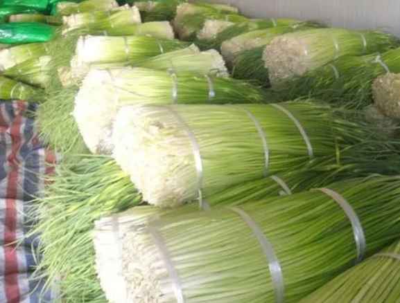 蒜苔冷庫(kù)保鮮利潤(rùn)有多大 蒜苔冷庫(kù)保鮮利潤(rùn)有多大