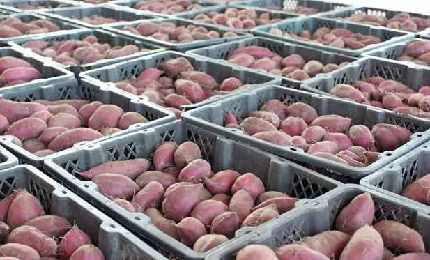 保鮮冷庫儲(chǔ)存大批量紅薯儲(chǔ)存技術(shù)要求