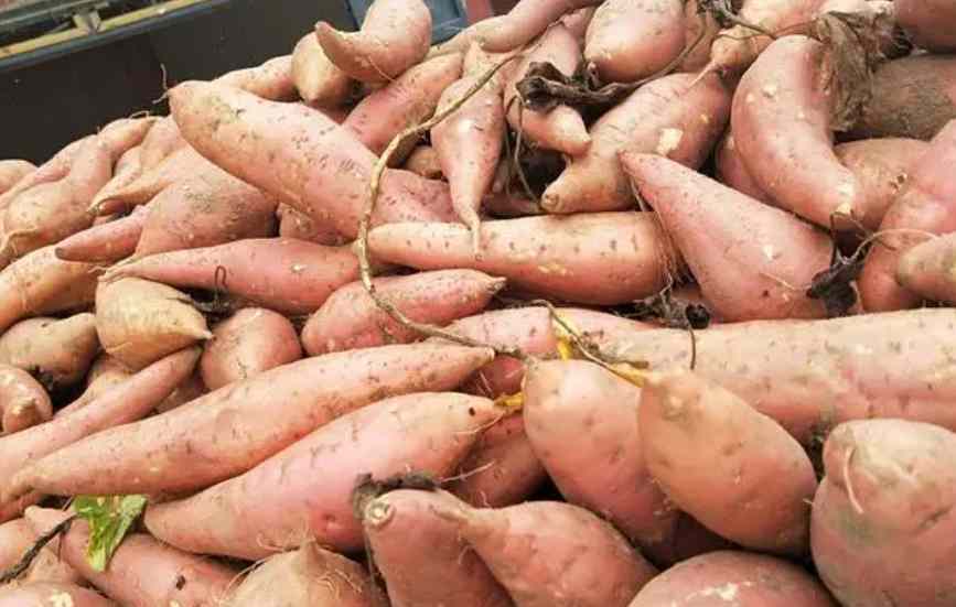 保鮮冷庫儲(chǔ)存大批量紅薯儲(chǔ)存技術(shù)要求