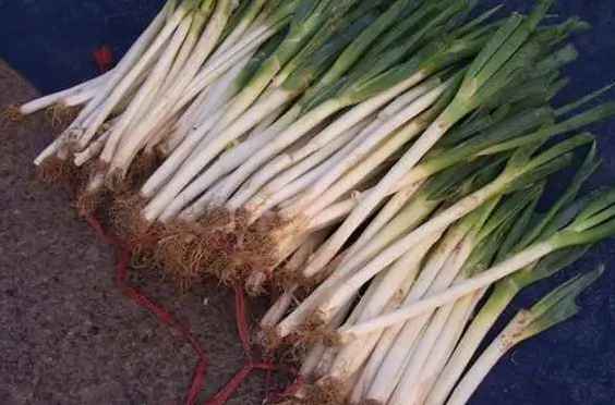 大蔥的冷庫保鮮技術步驟及注意事項 大蔥的冷庫保鮮技術步驟及注意事項