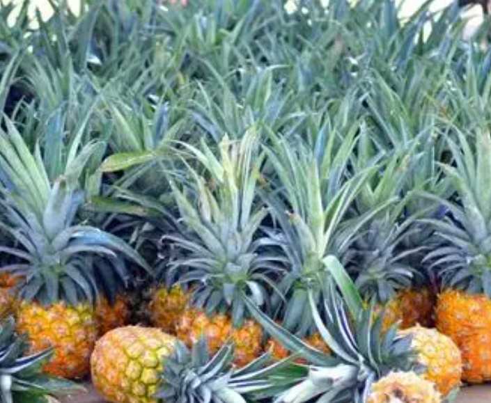 鳳梨在冷庫放多長時(shí)間