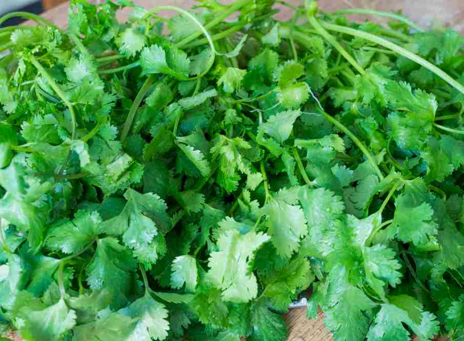 香菜冷庫大量儲(chǔ)存方法技巧 香菜冷庫大量儲(chǔ)存方法技巧