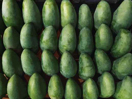 安裝100平方米青芒果保鮮庫多少錢 安裝100平方米青芒果保鮮庫多少錢