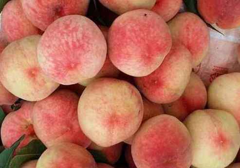 水蜜桃存貯在保鮮冷庫里能放幾天 水蜜桃存貯在保鮮冷庫里能放幾天