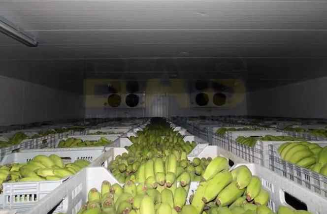 安裝香蕉催熟冷庫價格多少錢 安裝香蕉催熟冷庫價格多少錢