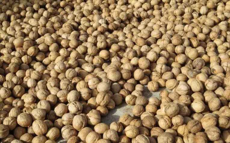 核桃放冷庫的溫度多少合適 核桃放冷庫的溫度多少合適