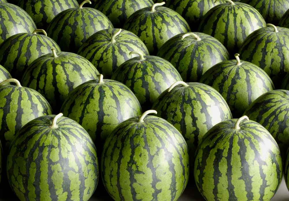 建設(shè)5000平米西瓜保鮮庫要多少錢