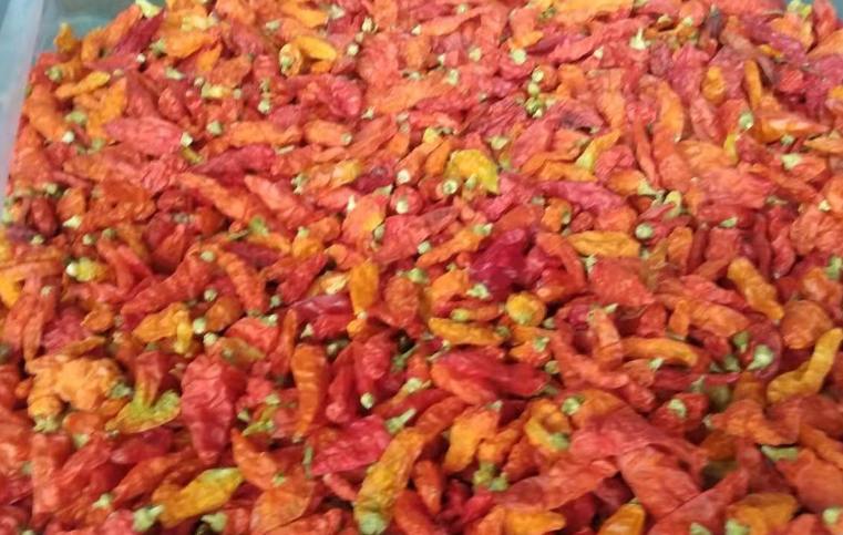 朝天椒冷庫儲存保鮮技術 朝天椒冷庫儲存保鮮技術